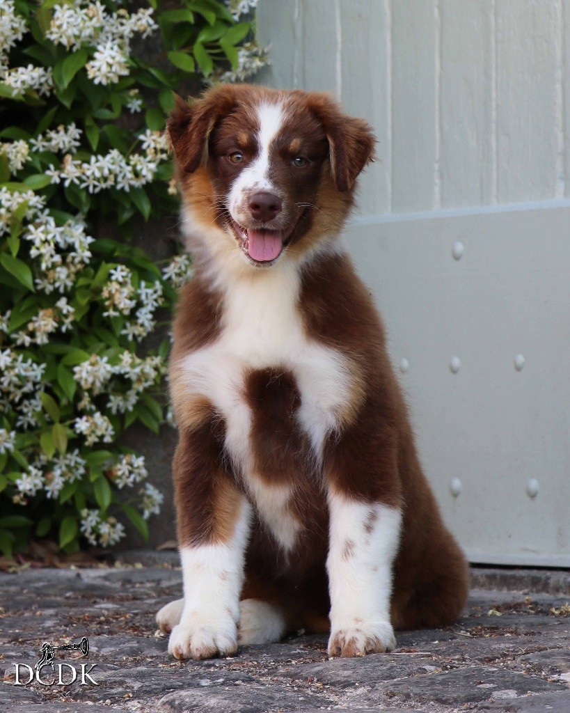 du chemin des korrigans - Chiots disponibles - Berger Australien