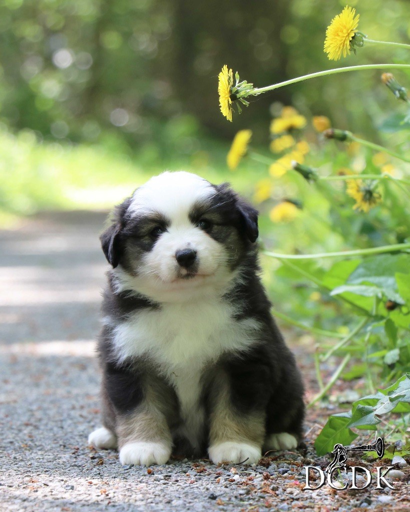 du chemin des korrigans - Chiots disponibles - Berger Américain Miniature 