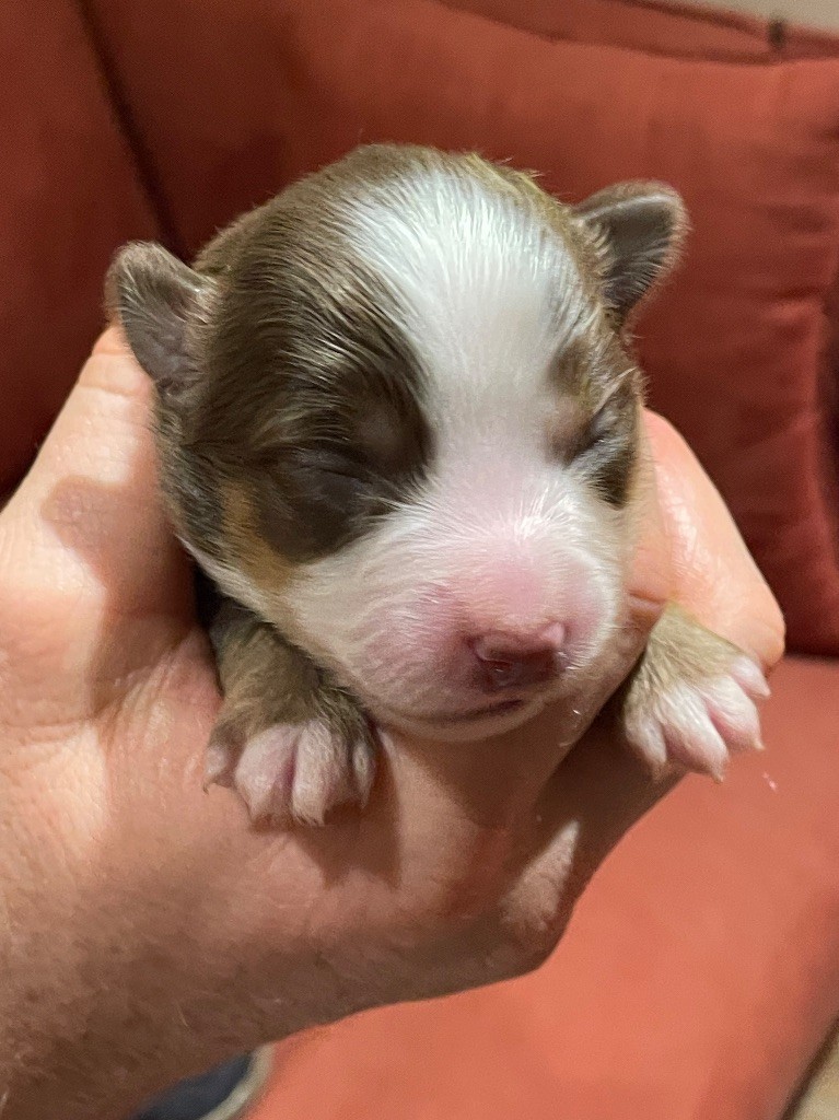 du chemin des korrigans - Chiots disponibles - Berger Américain Miniature 