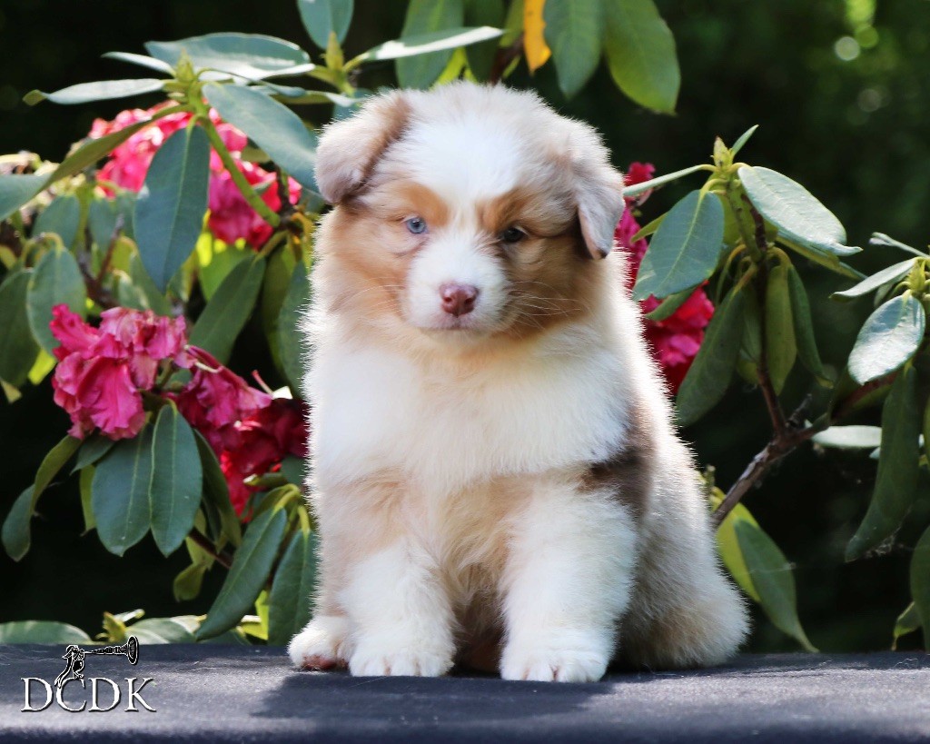 du chemin des korrigans - Chiots disponibles - Berger Australien