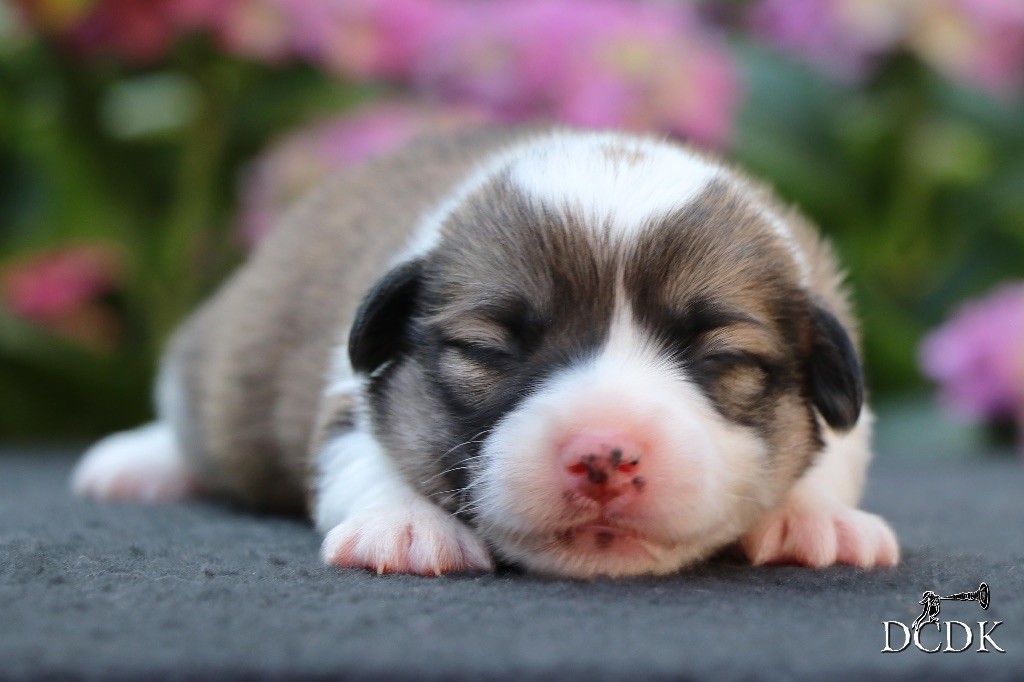 du chemin des korrigans - Chiots disponibles - Welsh Corgi Pembroke
