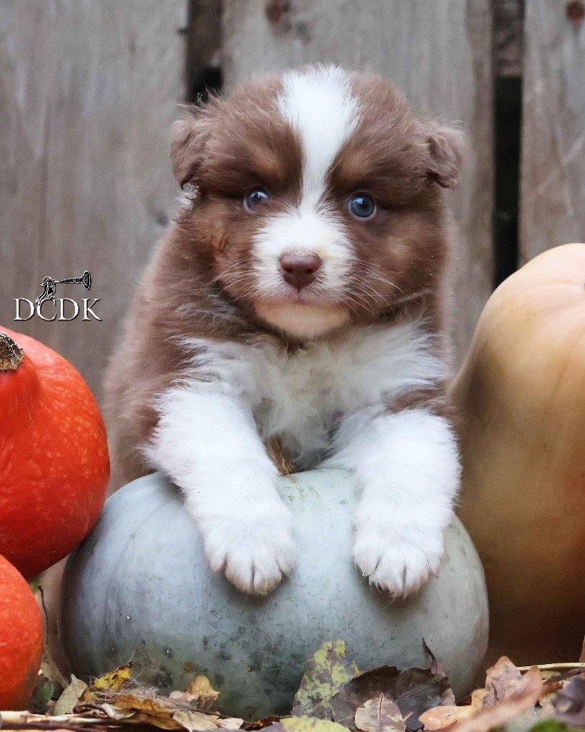 du chemin des korrigans - Chiots disponibles - Berger Australien