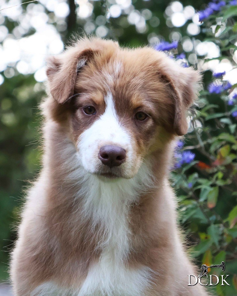 du chemin des korrigans - Chiots disponibles - Berger Australien