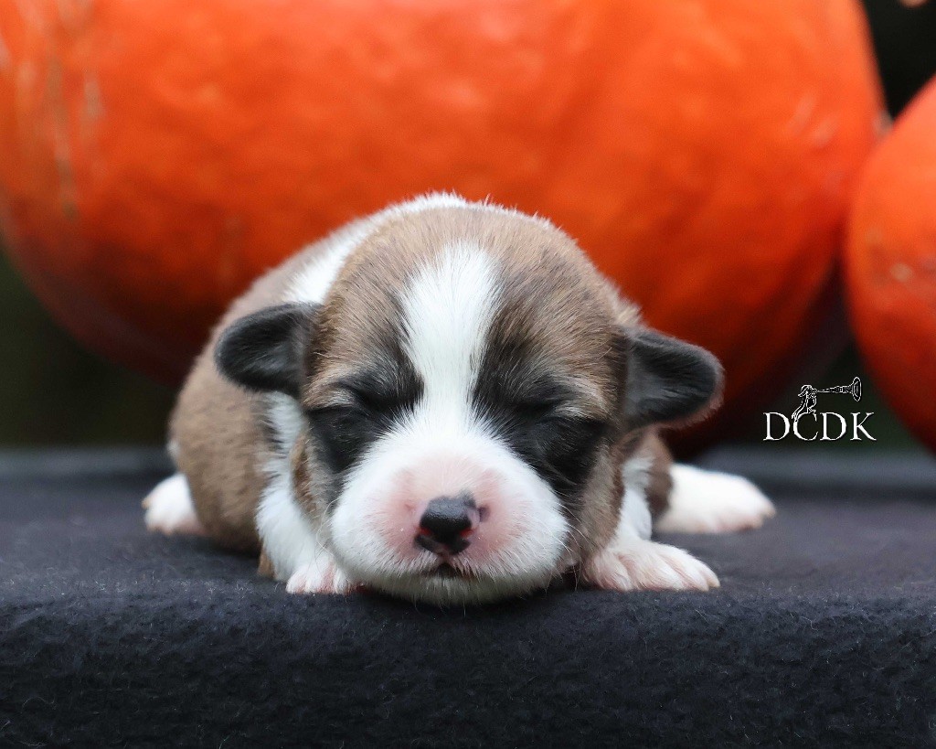 du chemin des korrigans - Chiots disponibles - Welsh Corgi Pembroke