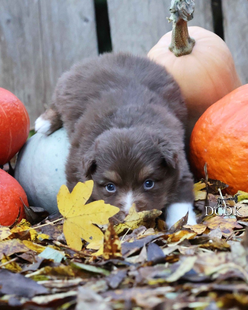 du chemin des korrigans - Chiots disponibles - Berger Australien