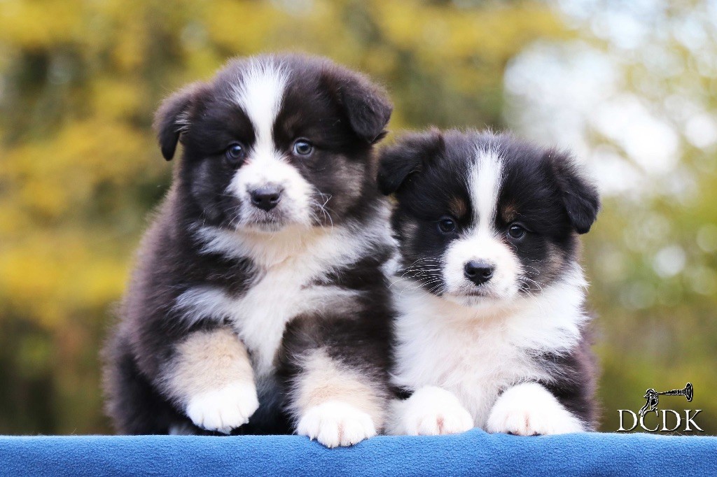 Chiot Berger Australien du chemin des korrigans