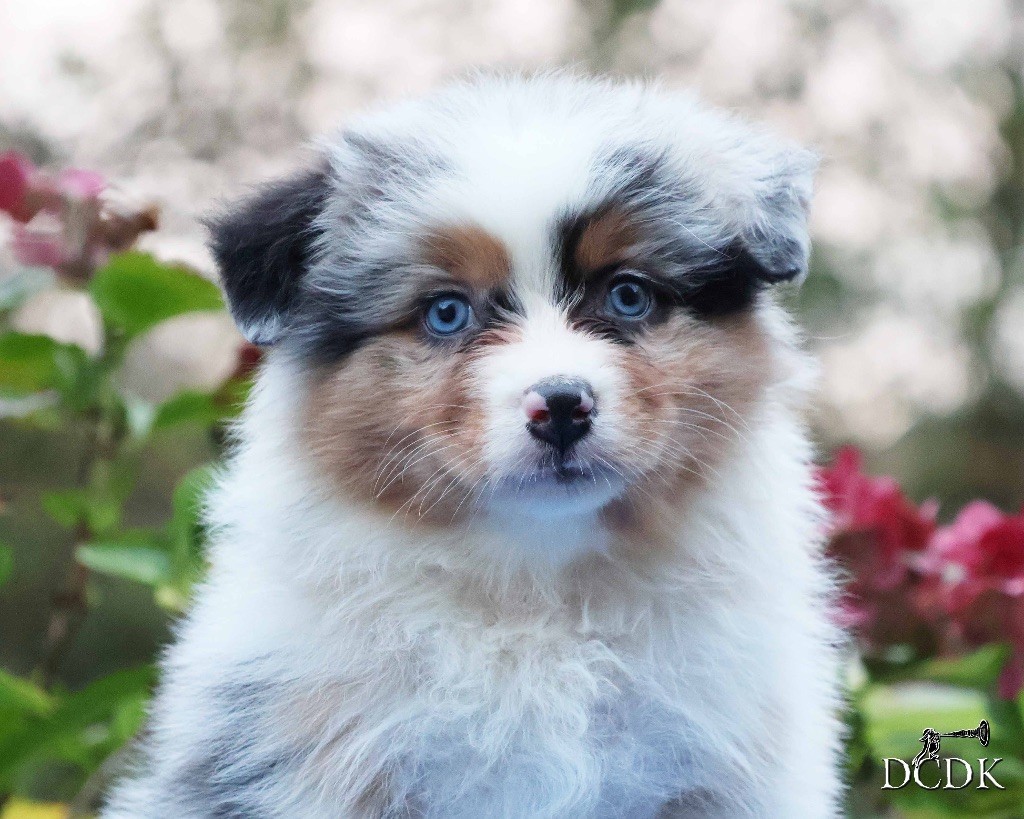 du chemin des korrigans - Chiots disponibles - Berger Australien