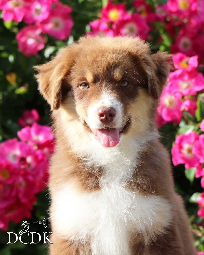 du chemin des korrigans - Chiots disponibles - Berger Australien