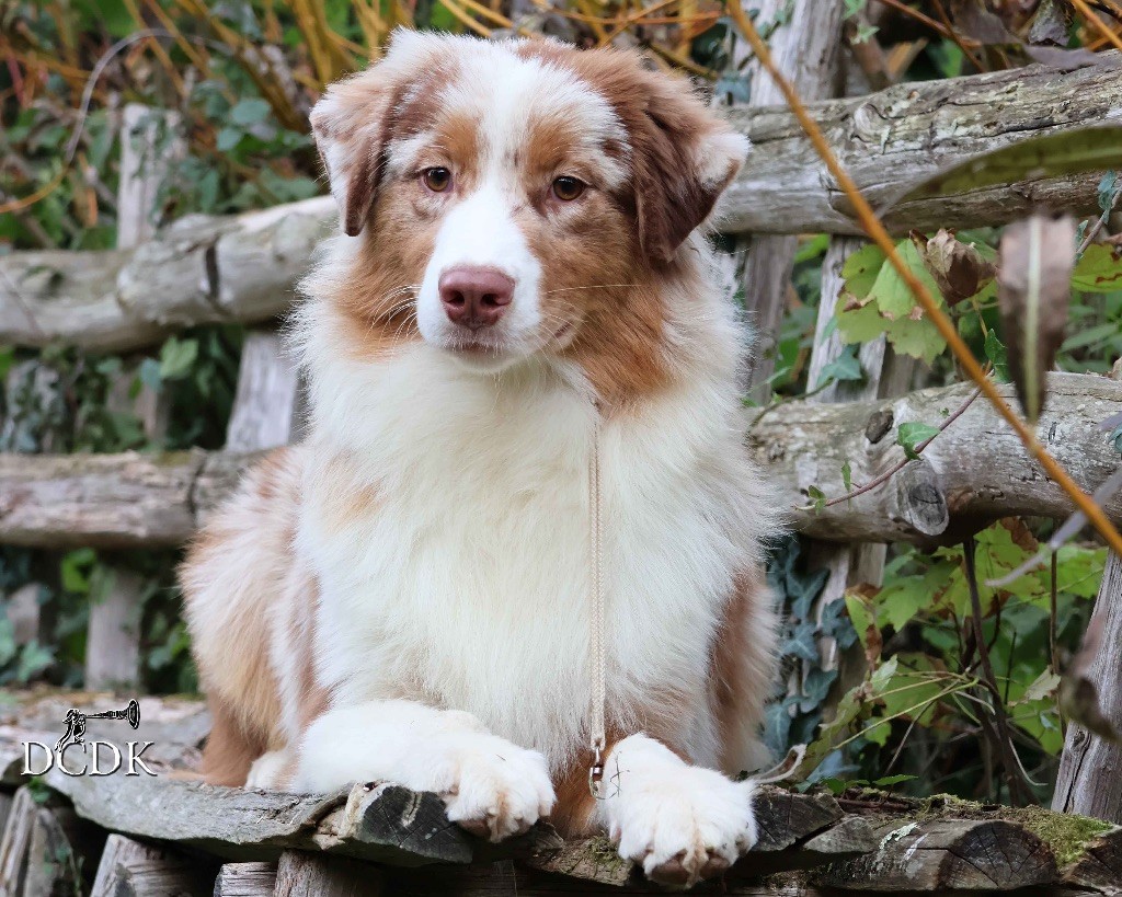 du chemin des korrigans - Chiots disponibles - Berger Australien