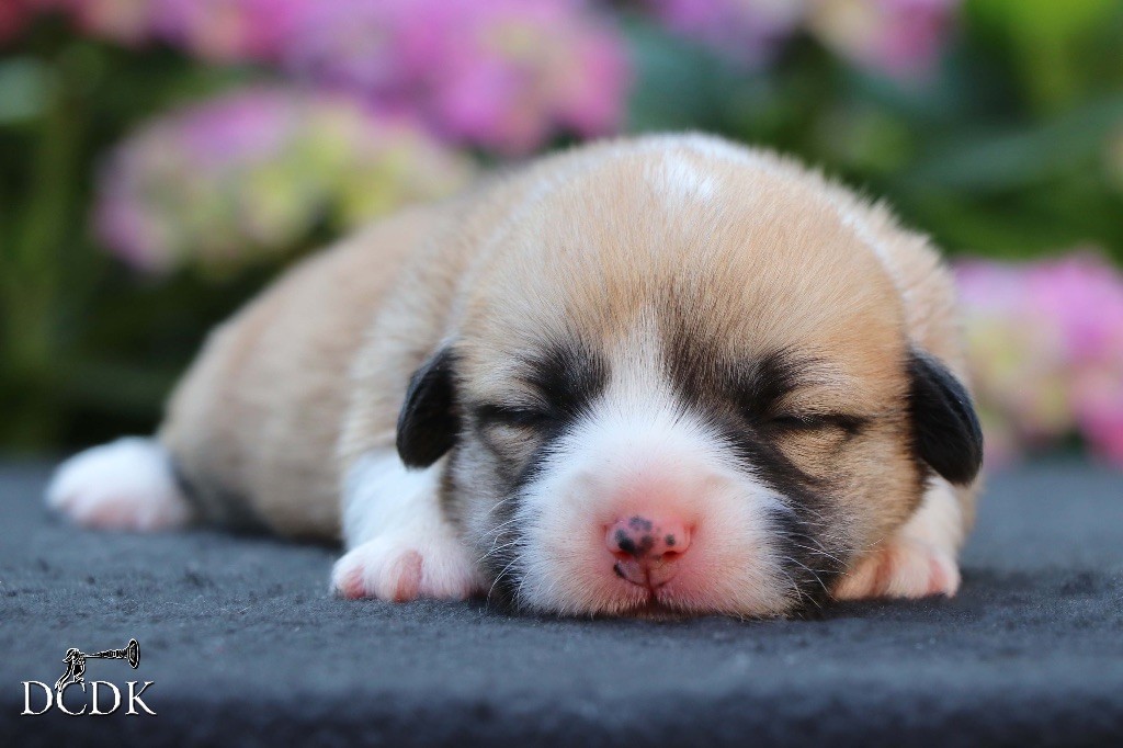 du chemin des korrigans - Chiots disponibles - Welsh Corgi Pembroke