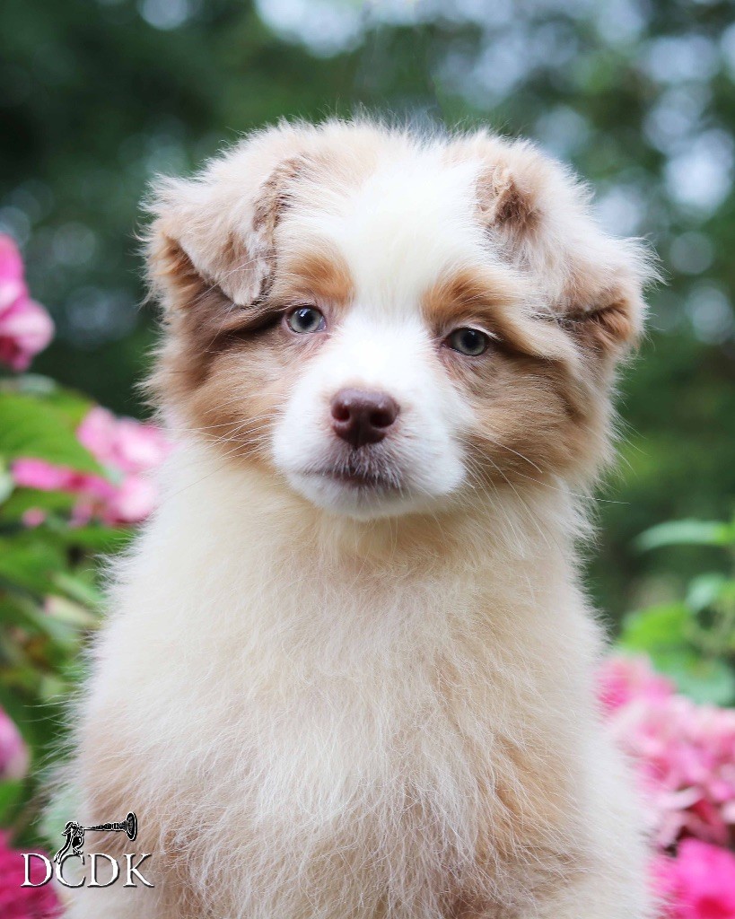 du chemin des korrigans - Chiots disponibles - Berger Australien