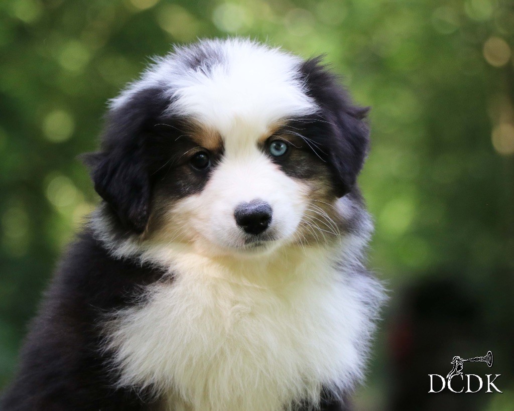 du chemin des korrigans - Chiots disponibles - Berger Américain Miniature 