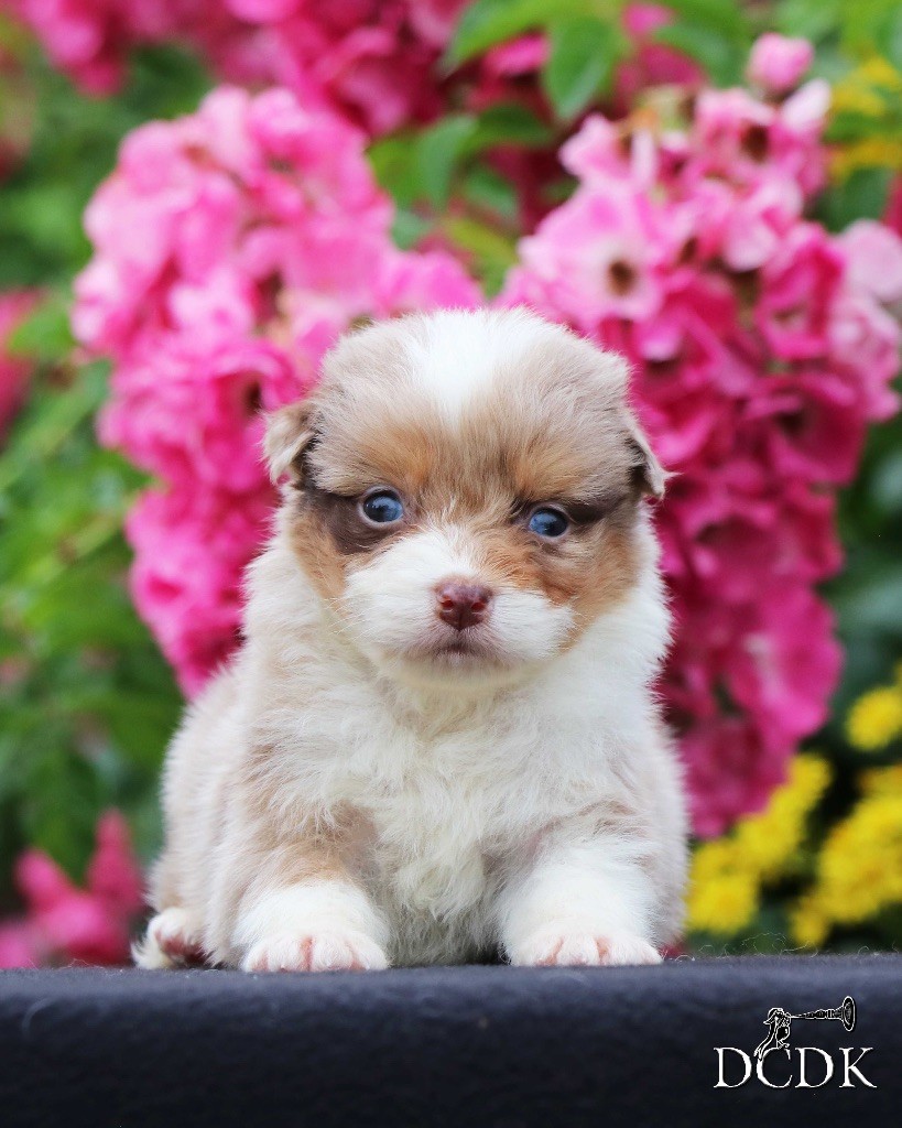 du chemin des korrigans - Chiots disponibles - Berger Australien