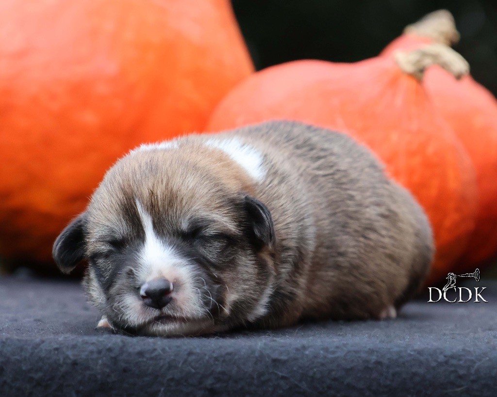 du chemin des korrigans - Chiots disponibles - Welsh Corgi Pembroke