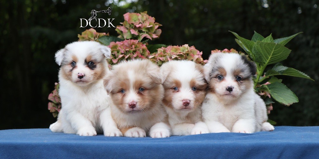 du chemin des korrigans - Berger Australien - Portée née le 07/08/2024