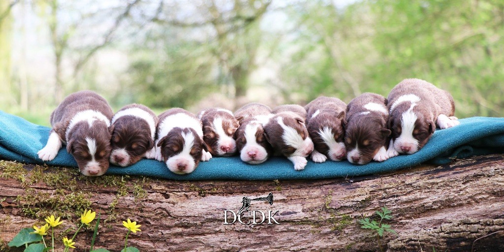 Chiot Berger Australien du chemin des korrigans