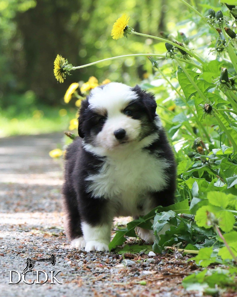 du chemin des korrigans - Chiots disponibles - Berger Américain Miniature 