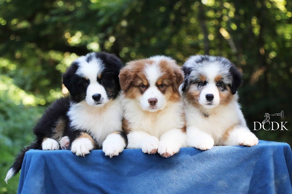 Chiot Berger Australien du chemin des korrigans