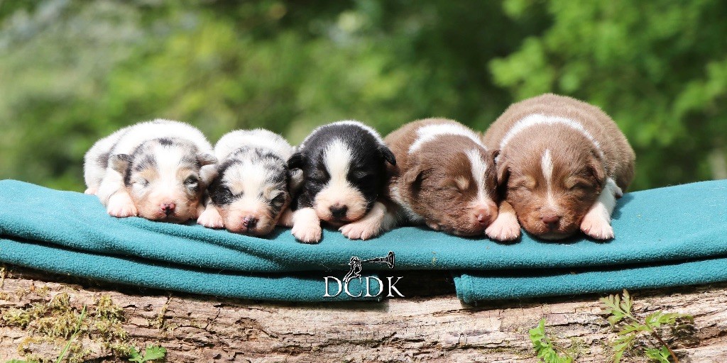 Chiot Berger Australien du chemin des korrigans