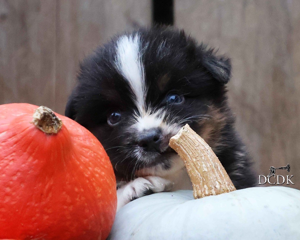 du chemin des korrigans - Chiots disponibles - Berger Australien