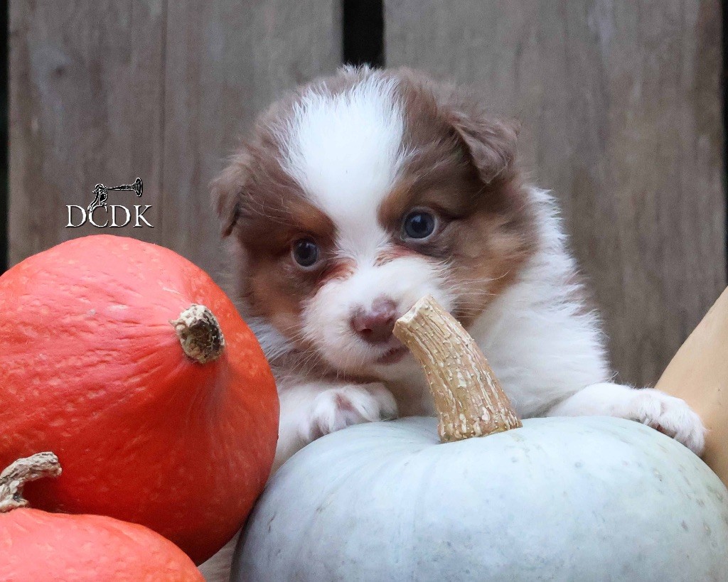 du chemin des korrigans - Chiots disponibles - Berger Australien