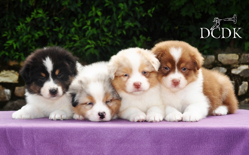 Chiot Berger Australien du chemin des korrigans
