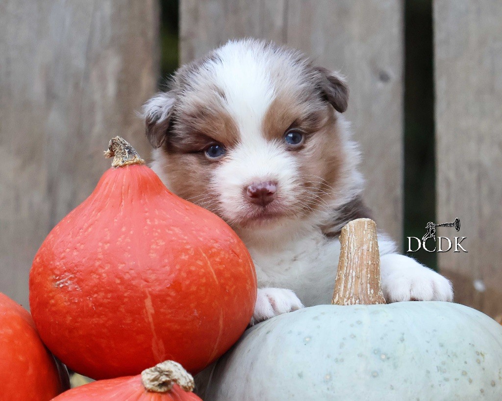 du chemin des korrigans - Chiots disponibles - Berger Australien