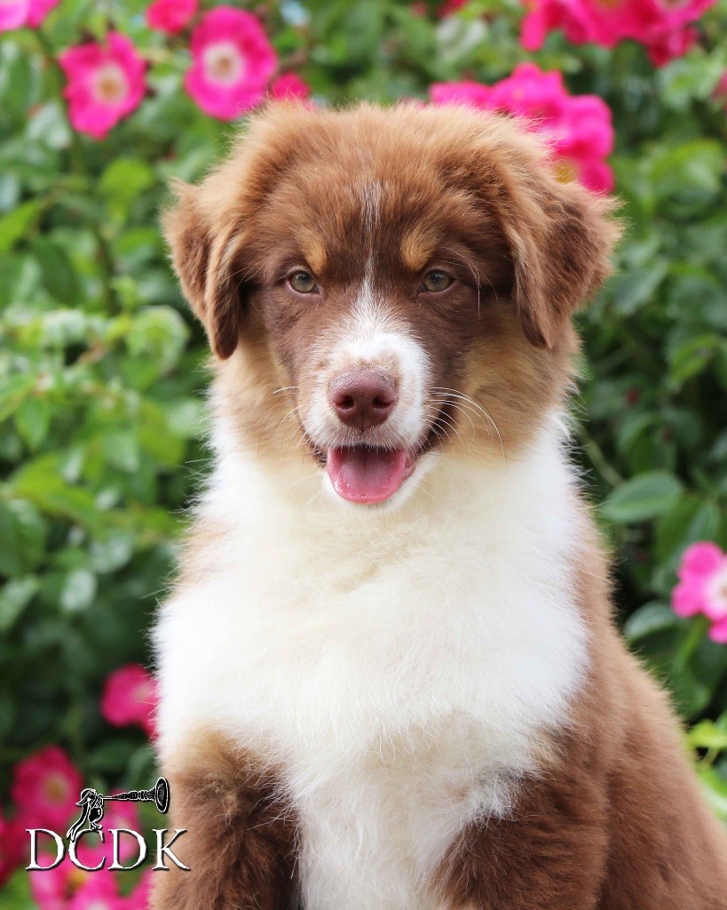 du chemin des korrigans - Chiots disponibles - Berger Australien