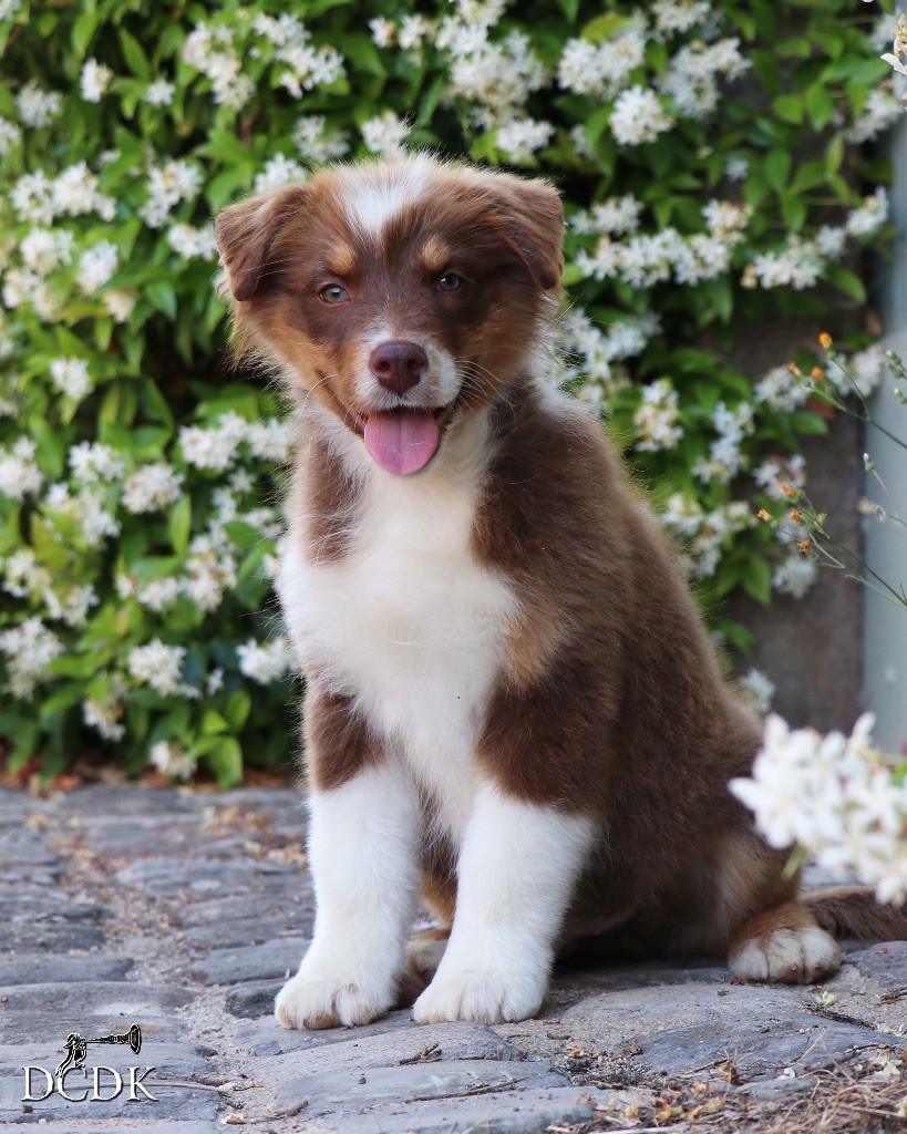 du chemin des korrigans - Chiots disponibles - Berger Australien