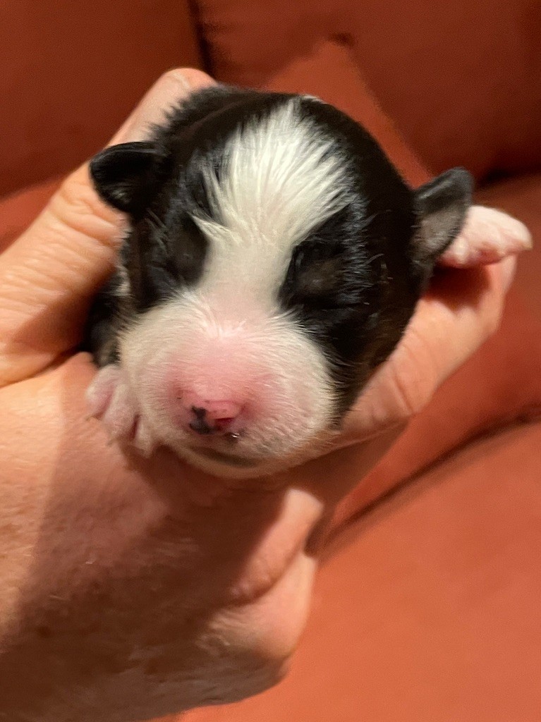 du chemin des korrigans - Chiots disponibles - Berger Américain Miniature 