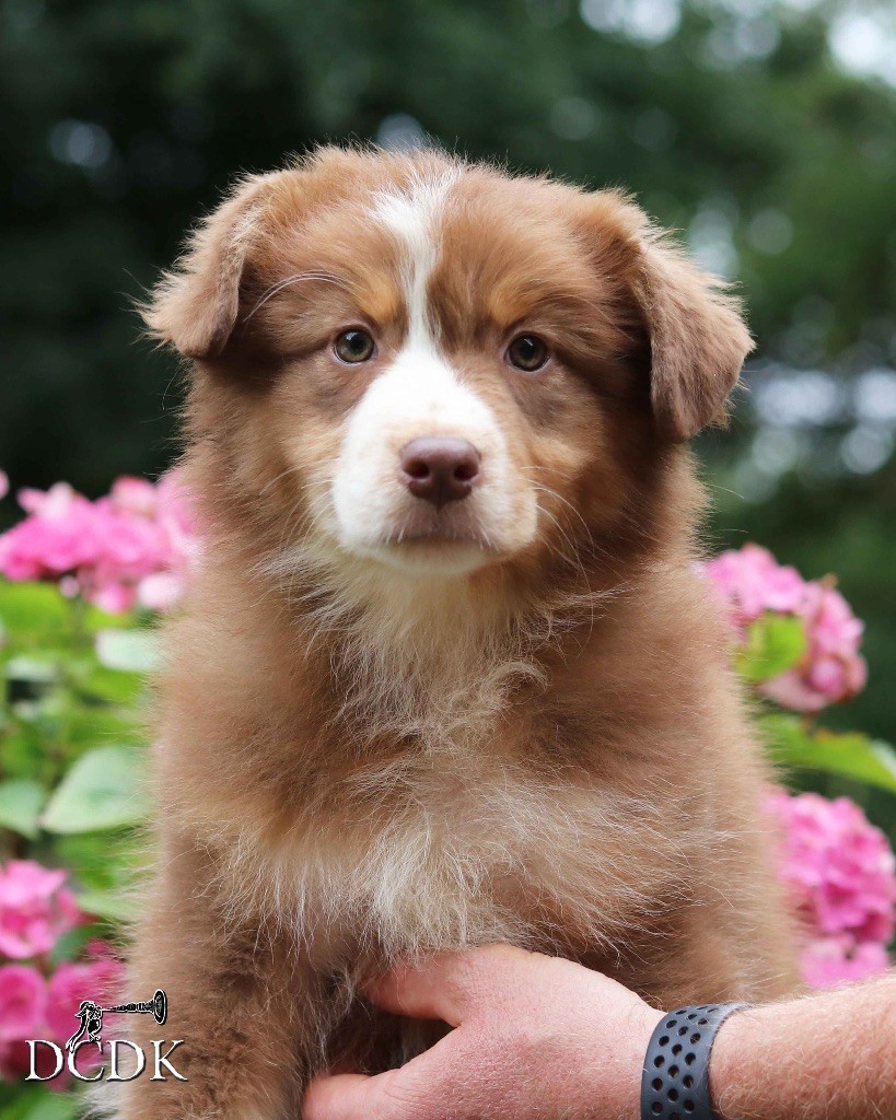du chemin des korrigans - Chiots disponibles - Berger Australien
