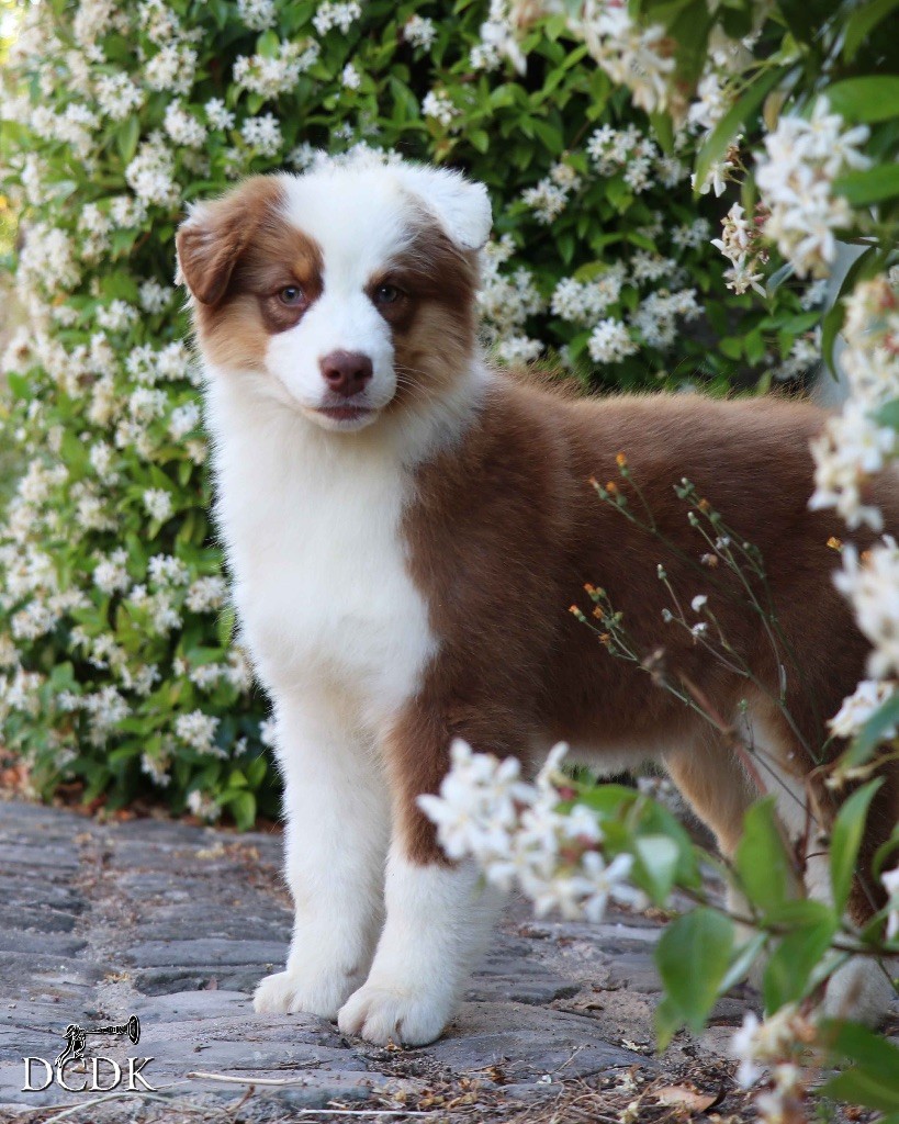 du chemin des korrigans - Chiots disponibles - Berger Australien