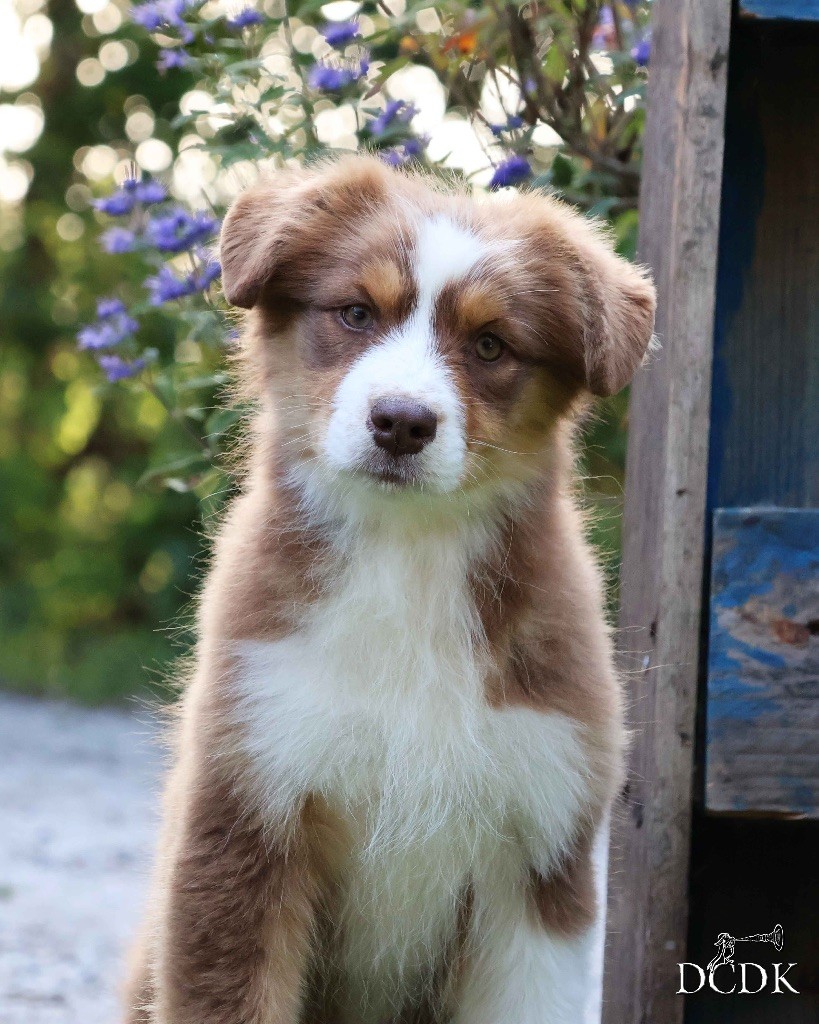 du chemin des korrigans - Chiots disponibles - Berger Australien