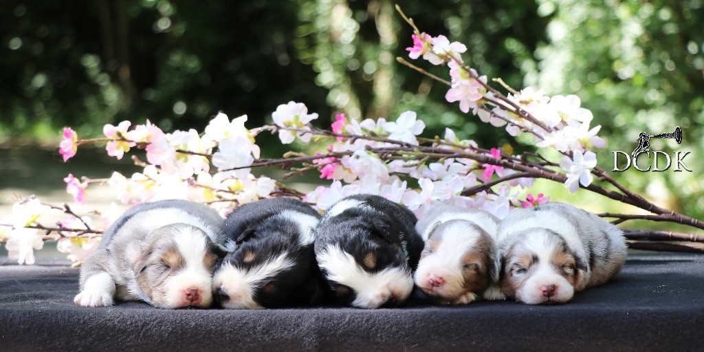Chiot Berger Australien du chemin des korrigans