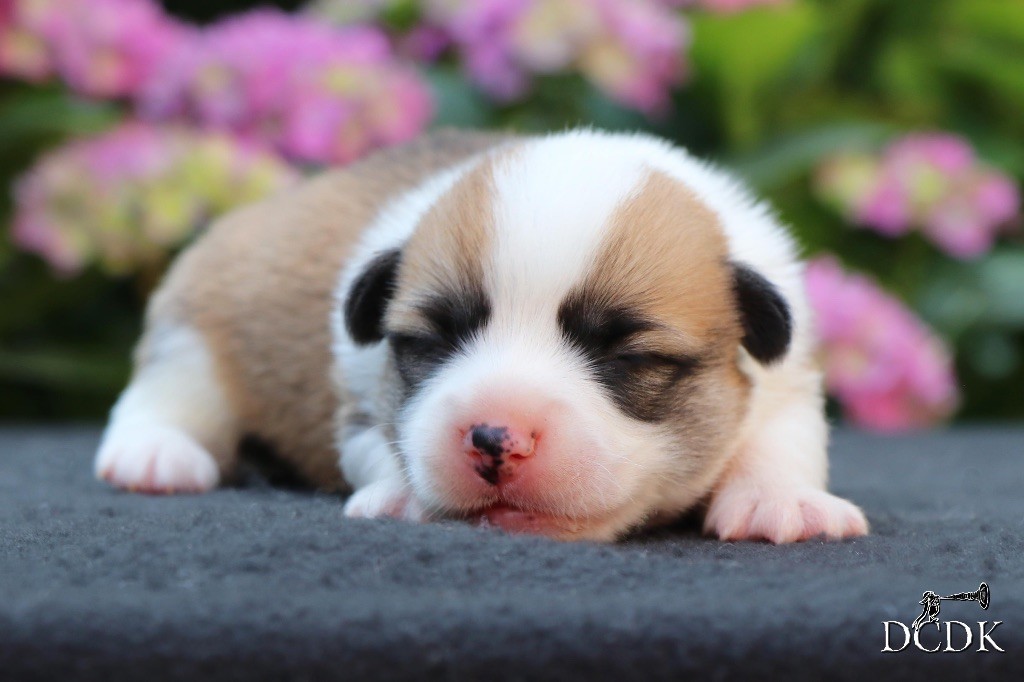 du chemin des korrigans - Chiots disponibles - Welsh Corgi Pembroke