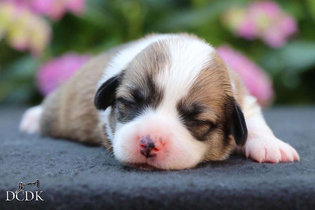 du chemin des korrigans - Chiots disponibles - Welsh Corgi Pembroke