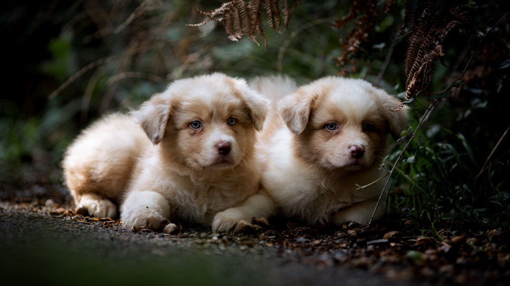 Chiot Berger Australien du chemin des korrigans