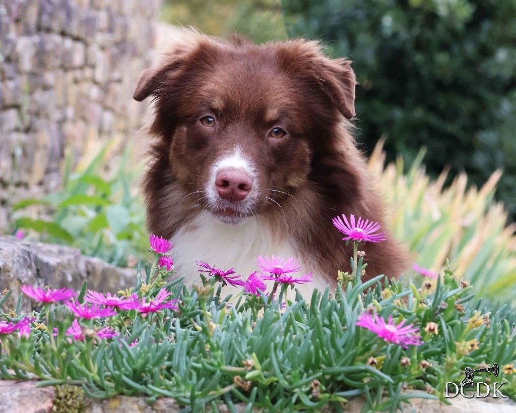 du chemin des korrigans - Chiots disponibles - Berger Australien