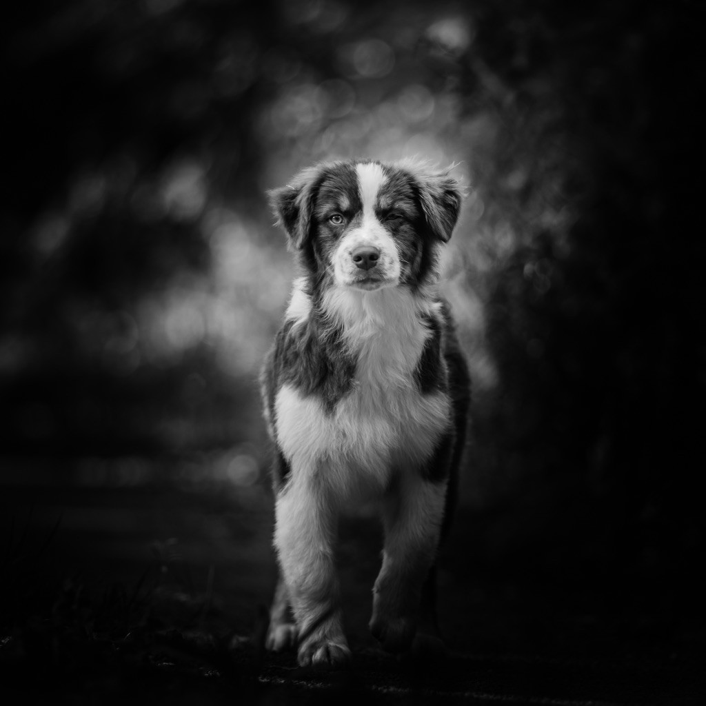 Chiot Berger Australien du chemin des korrigans