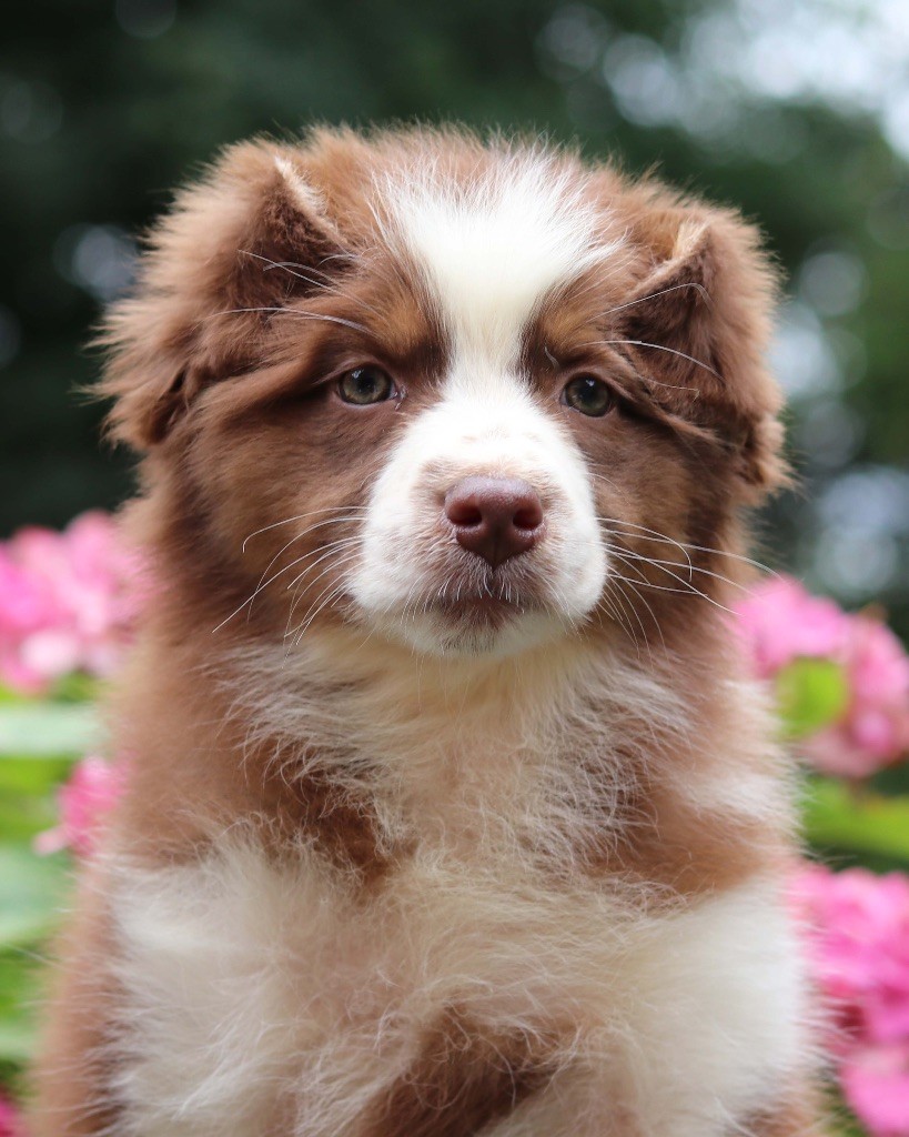 du chemin des korrigans - Chiots disponibles - Berger Australien