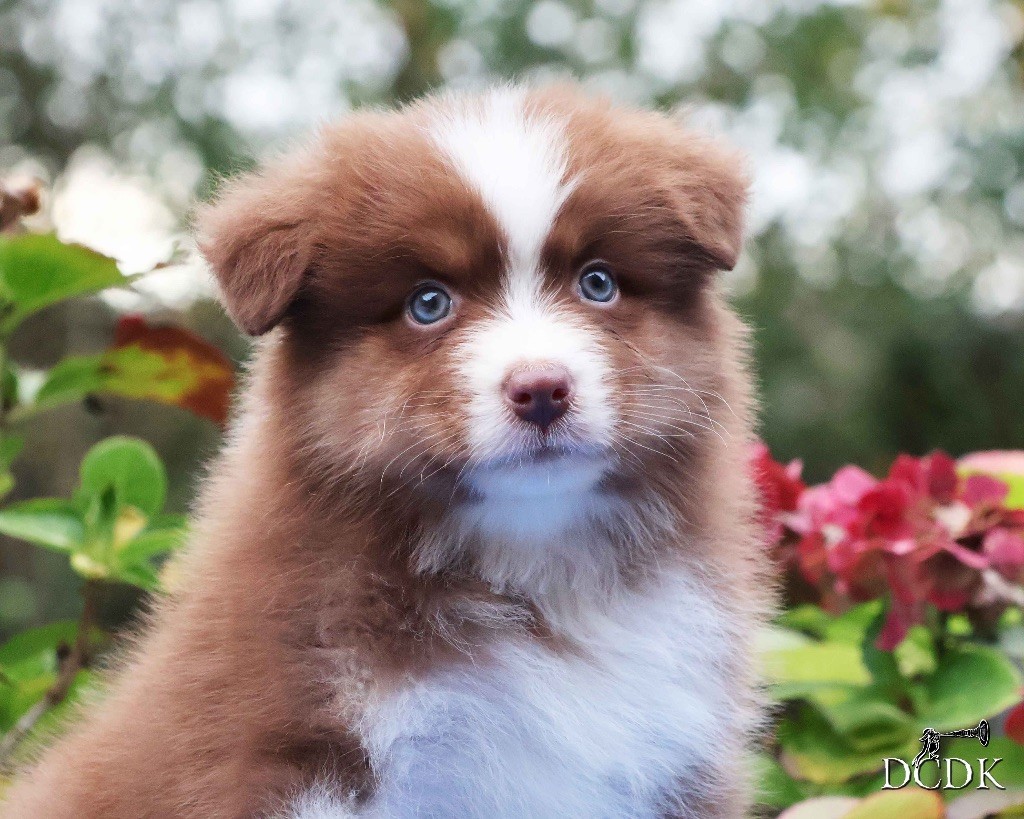 du chemin des korrigans - Chiots disponibles - Berger Australien