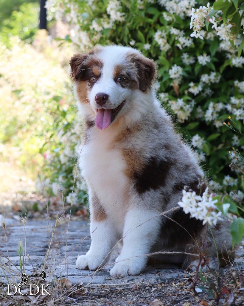 du chemin des korrigans - Chiots disponibles - Berger Australien
