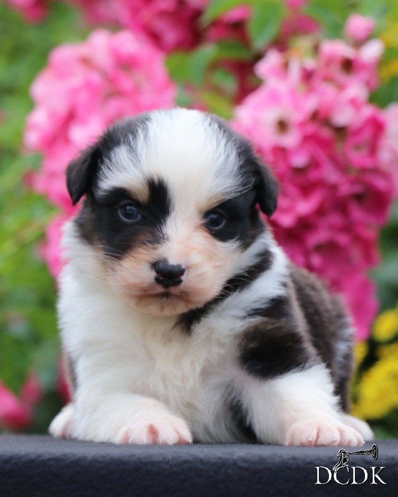 du chemin des korrigans - Chiots disponibles - Berger Australien
